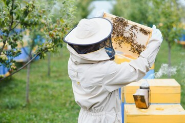 Beekeeper is working with bees and beehives on apiary. Bees on honeycomb. Frames of bee hive. Beekeeping. Honey. Healthy food. Natural products.