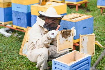 Beekeeper working collect honey. Beekeeping concept.