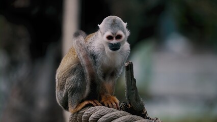 This is a photo of the squirrel monkey.