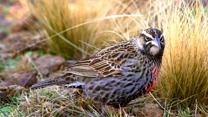 Picture of a meadowlark. It's just a little bird.