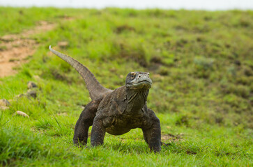 Komodo dragon is on the ground. Indonesia. Komodo National Park.