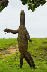 Fototapeta premium Komodo dragon is standing upright on their hind legs. Indonesia. Komodo National Park.