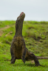Komodo dragon is standing upright on their hind legs. Indonesia. Komodo National Park.