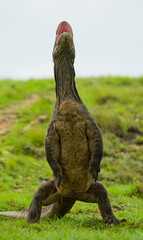Komodo dragon is standing upright on their hind legs. Indonesia. Komodo National Park.