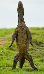 Komodo dragon is standing upright on their hind legs. Indonesia. Komodo National Park.