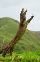 Komodo dragon is standing upright on their hind legs. Indonesia. Komodo National Park.