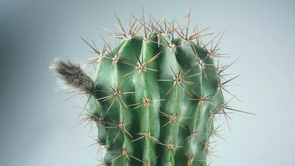 Foto op Canvas Blooming cactus on a gray background © Alexander Volokha
