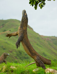 Komodo dragon is standing upright on their hind legs. Indonesia. Komodo National Park.