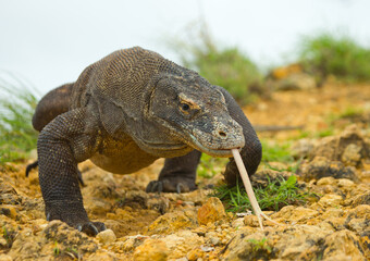 Komodo dragon is on the ground. Indonesia. Komodo National Park.