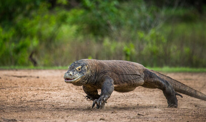 Komodo dragon is running along the ground. Indonesia. Komodo National Park.