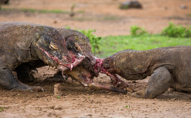 Komodo dragons are eating their prey. Indonesia. Komodo National Park.