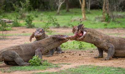 Komodo dragons are eating their prey. Indonesia. Komodo National Park.