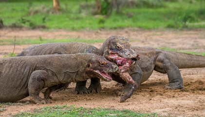 Obraz premium Komodo dragons are eating their prey. Indonesia. Komodo National Park.
