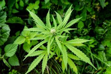 green blooming marijuana outdoors, young green cannabis bud.