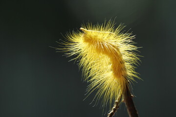 beautiful yellow caterpillar