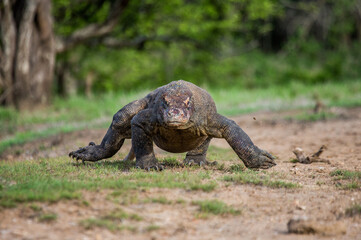 Komodo dragon is running along the ground. Indonesia. Komodo National Park.