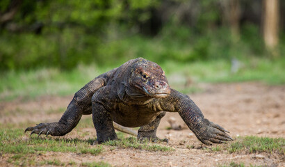 Komodo dragon is running along the ground. Indonesia. Komodo National Park.