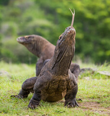 Komodo dragon is on the ground. Indonesia. Komodo National Park.