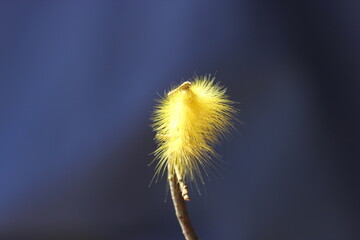 beautiful yellow caterpillar