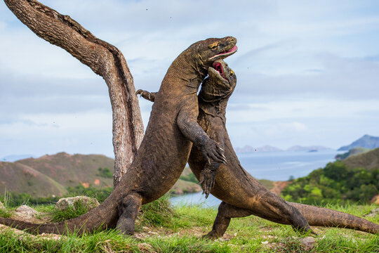 Komodo Dragons are fighting each other. Indonesia. Komodo National Park.