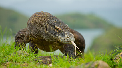 Komodo dragon is on the ground. Indonesia. Komodo National Park.