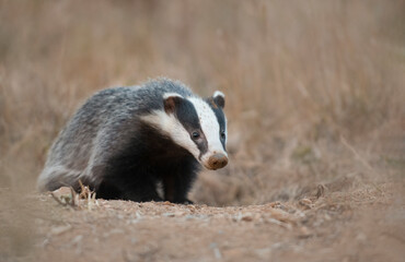 Badger on the ground