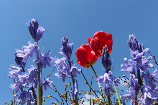 Fr&uuml;hlingsblumen und Himmelsblau