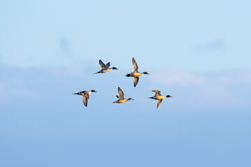 オナガガモ飛翔 (Northern Pintail)
