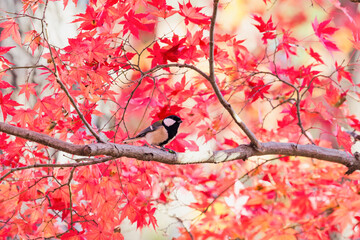 シジュウカラとモミジ (Japanese tit)