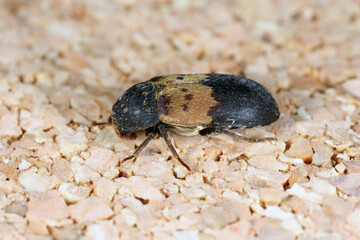 Dermestes lardarius, commonly known as the larder beetle from the family Dermestidae a skin beetles.