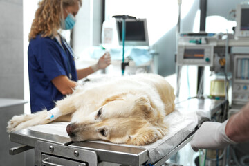 Unconscious dog lying on operating table at the hospital