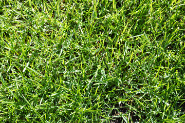 green grass texture