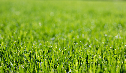 green grass texture