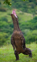 Komodo dragon is standing upright on their hind legs. Indonesia. Komodo National Park.