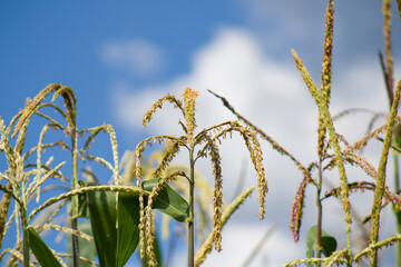 Espigas de maiz