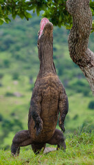 Komodo dragon is standing upright on their hind legs. Indonesia. Komodo National Park.