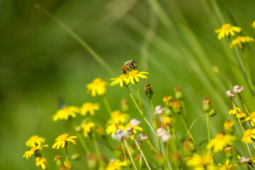 Obraz premium Abeja polinizando una pequeña flor