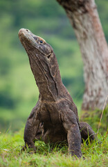 Komodo dragon is on the ground. Indonesia. Komodo National Park.