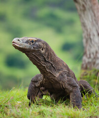 Komodo dragon is on the ground. Indonesia. Komodo National Park.