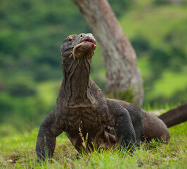Komodo dragon is on the ground. Indonesia. Komodo National Park.