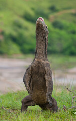 Komodo dragon is standing upright on their hind legs. Indonesia. Komodo National Park.