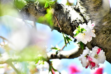 桃の花