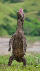 Komodo dragon is standing upright on their hind legs. Indonesia. Komodo National Park.