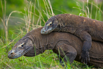 Obraz premium Portrait of a Komodo Dragon. Close-up. Indonesia. Komodo National Park.