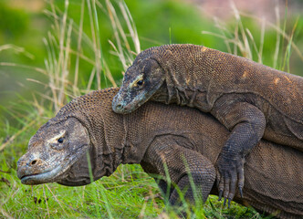 Portrait of a Komodo Dragon. Close-up. Indonesia. Komodo National Park.