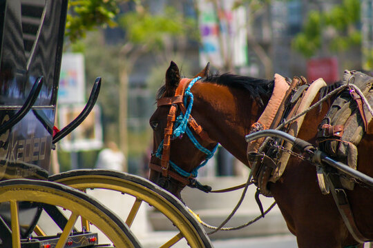 Caballo trabajando en la ciudad