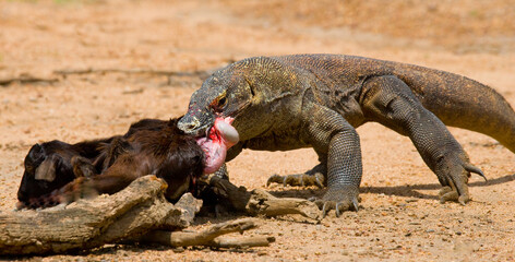 Komodo dragon is on the ground. Indonesia. Komodo National Park.