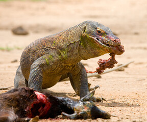 Obraz premium Komodo dragon is on the ground. Indonesia. Komodo National Park.