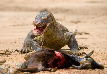 Komodo dragon is on the ground. Indonesia. Komodo National Park.