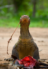 Komodo dragon is on the ground. Indonesia. Komodo National Park.